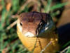King Cobra (from Wikipedia)